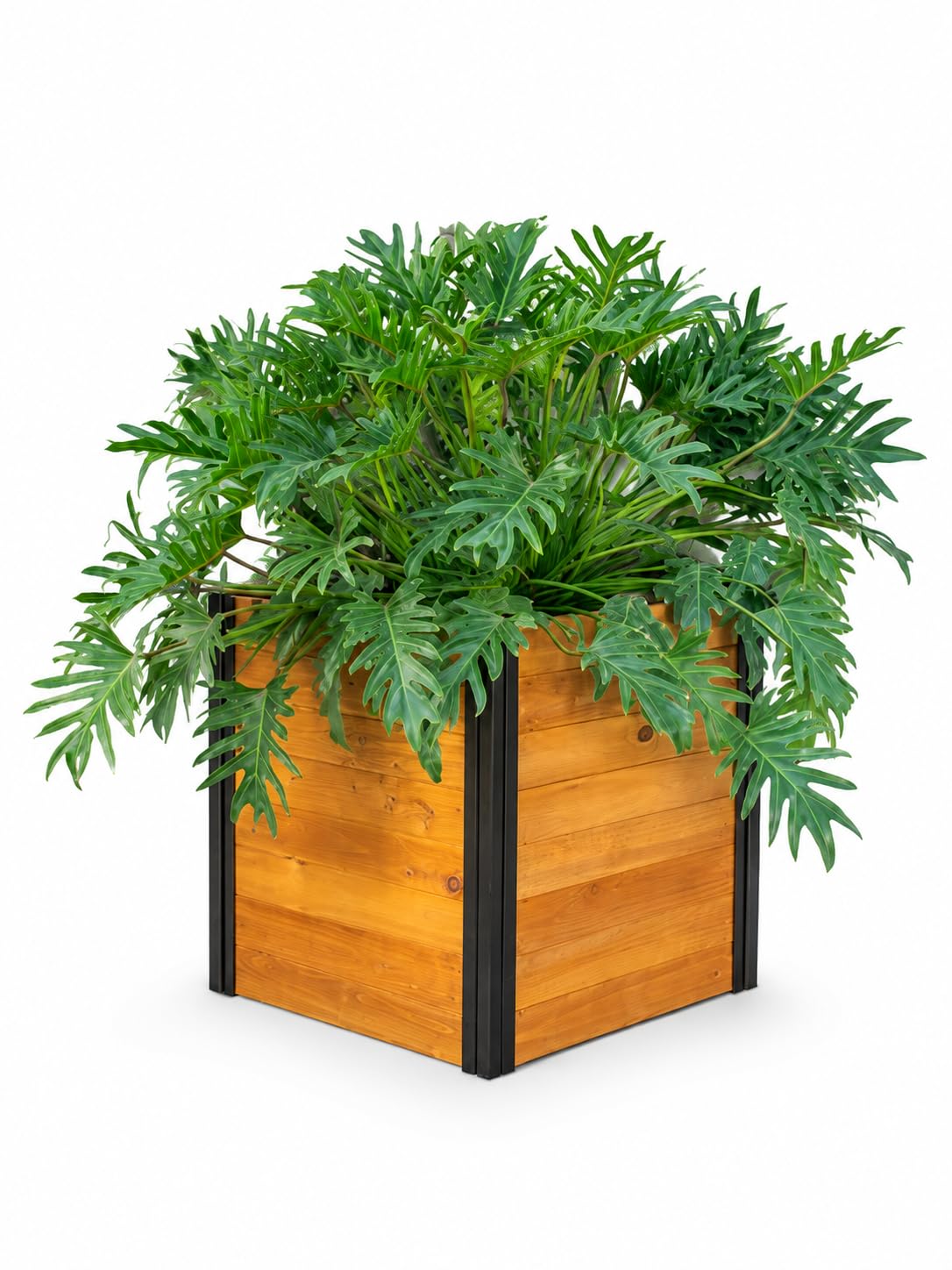Amazon.com : Vita Mezza 22 inch Square Cedar Wood Cube Planter