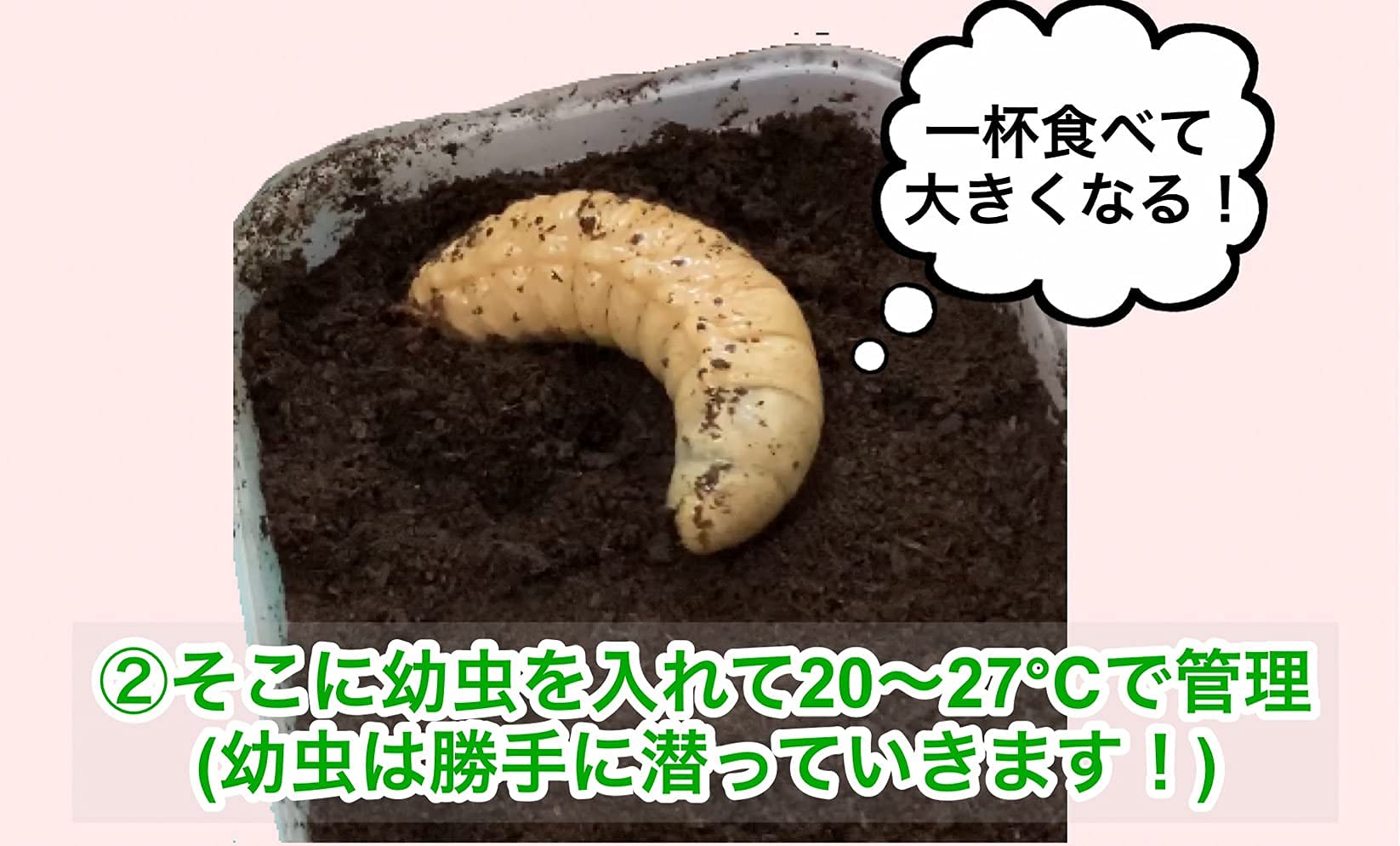Amazon | ヘラクレスオオカブト 3令幼虫 中期〜後期 オスメス ペア 60g Amazon | ヘラクレスオオカブト 3令幼虫 中期〜後期 オスメス ペア 60g