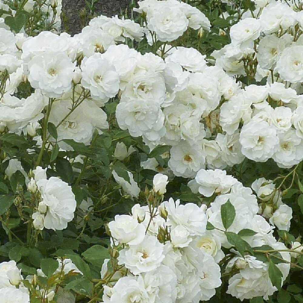 AMDGarden Pianta Rosa Brevettata Iceberg Bianca Rampicante in Vaso 19 cm per Esterni