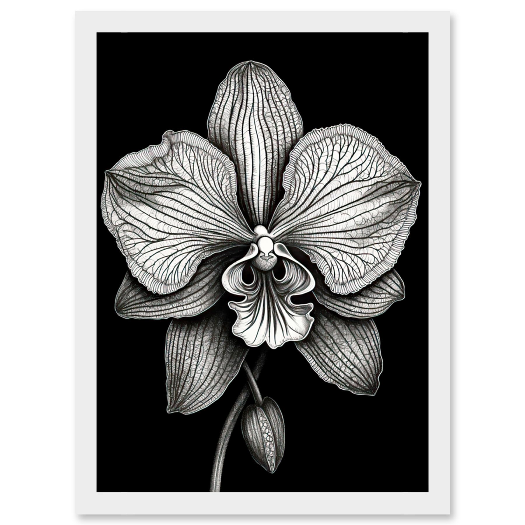 Artery8 Detailed Orchid Flower Petals in Black and White Artwork Framed Wall Art Print A4