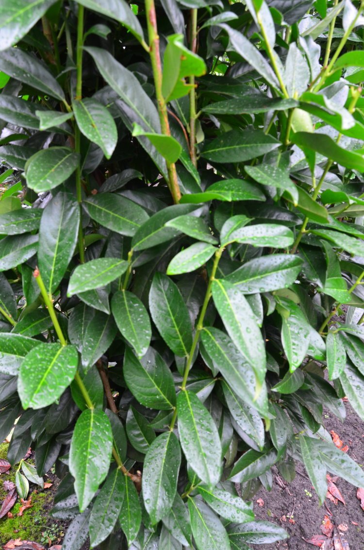 lemon lime philodendron Lemon Lime Philodendron – Plant Detectives