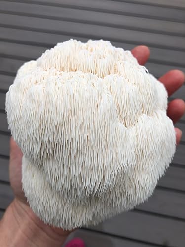 Miniatura 2 de Kit de cultivo de hongos castaño