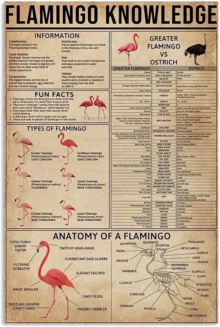 rayprint Flamingo Knowledge Canvas Painting Prints Wall Art Types Of Flamingo Infographics Frameless Posters Wall Decor For Classroom Park Zoo School 8x12inch