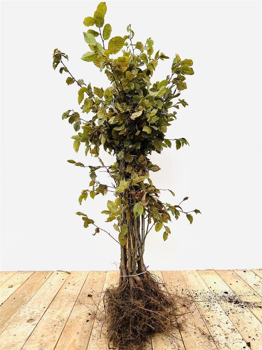 Carpinus betulus 60–80 cm – Winterhart, Mehrjährig, Pflegeleicht – Hainbuche – Heckenpflanze für Garten & Sichtschutz (25 Stück)
