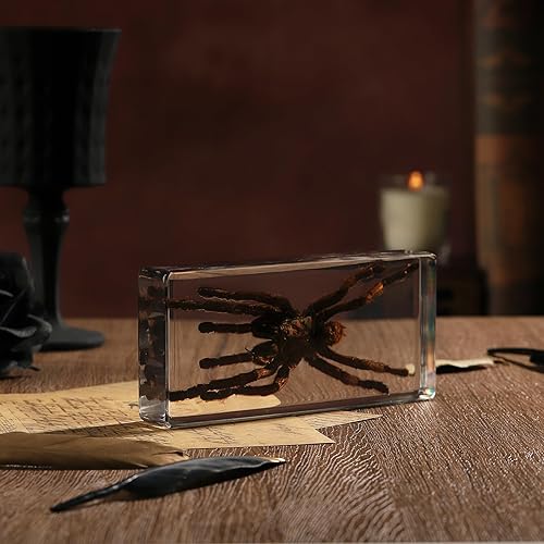 Miniatura 17 de Espécimen de esqueleto de murciélago real en resina para educación científica en el aula, gran regalo para fanáticos de la taxidermia, cráneo