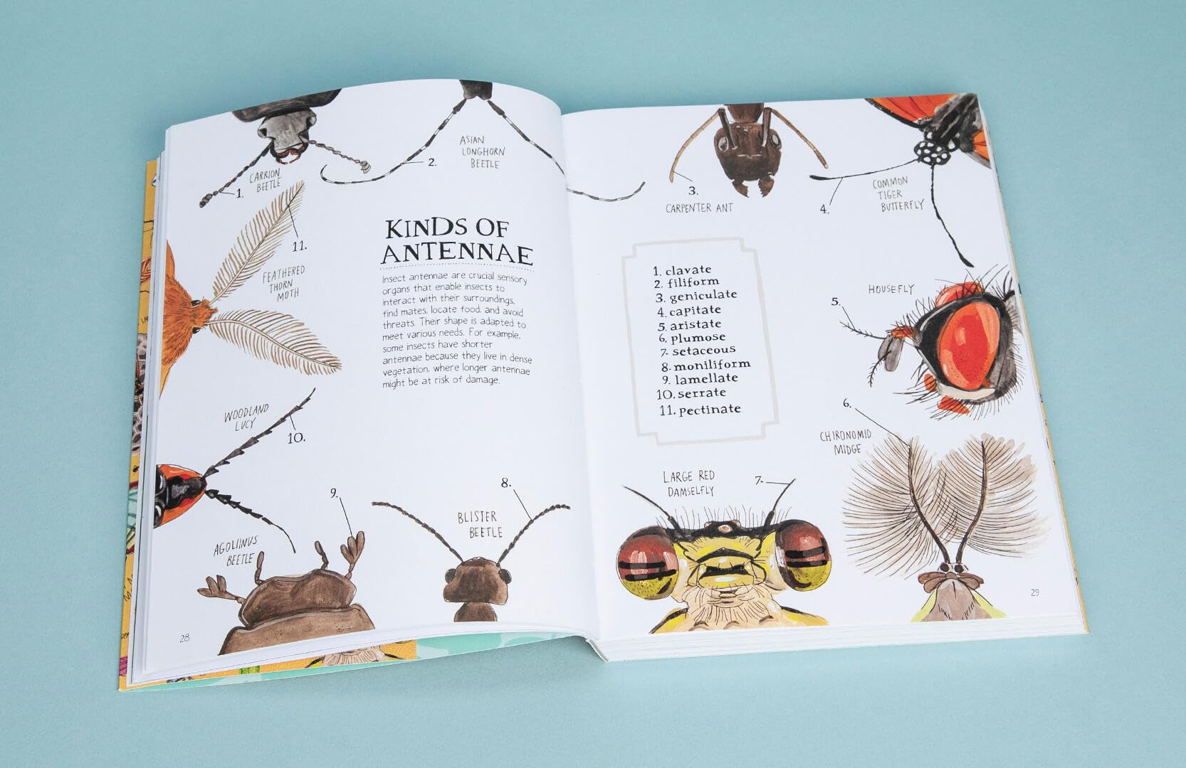 Insect Anatomy: The Curious World of Bees, Beetles, Butterflies, and Bugs