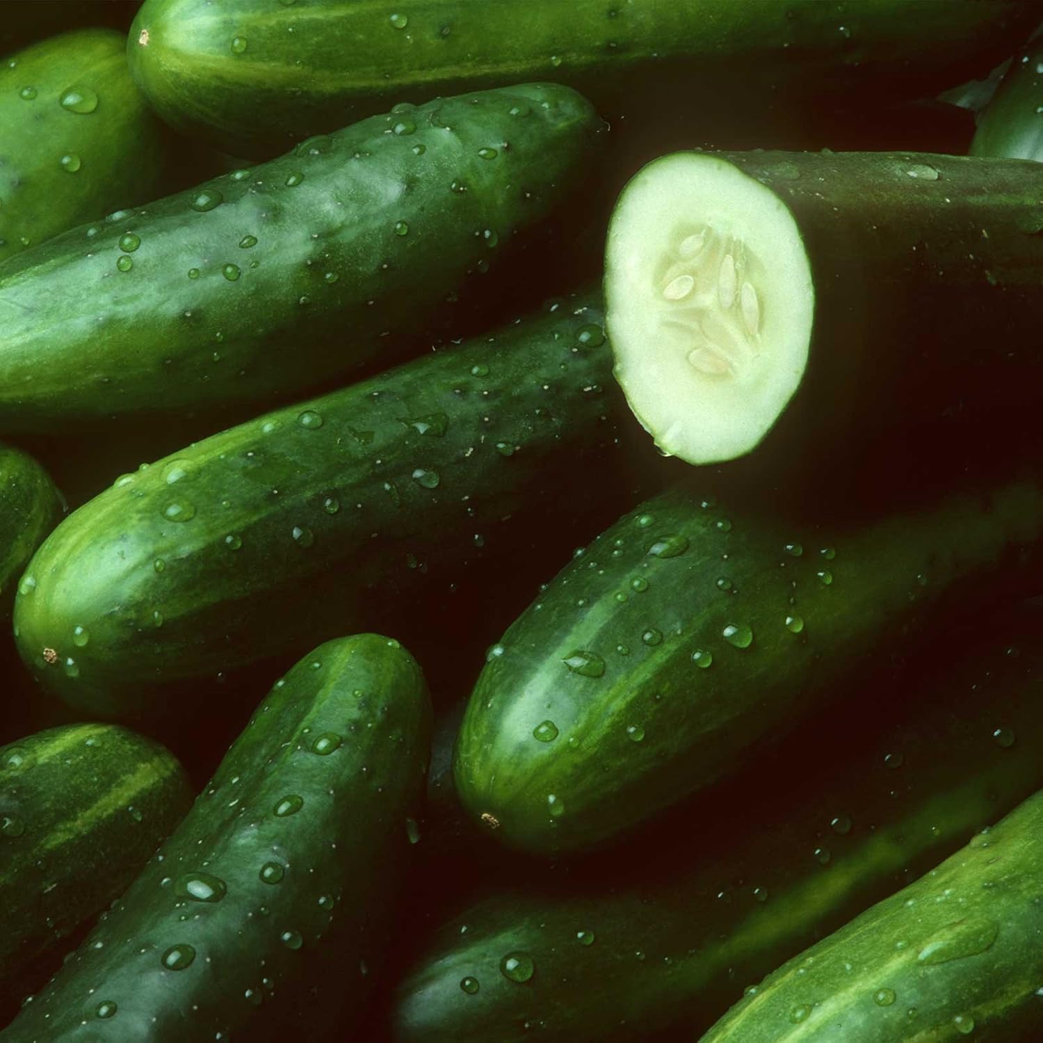 Sweet Success Hybrid Cucumber Garden Seeds - 100 Seeds - Non-GMO Vegetable Gardening Seed by Mountain Valley Seed
