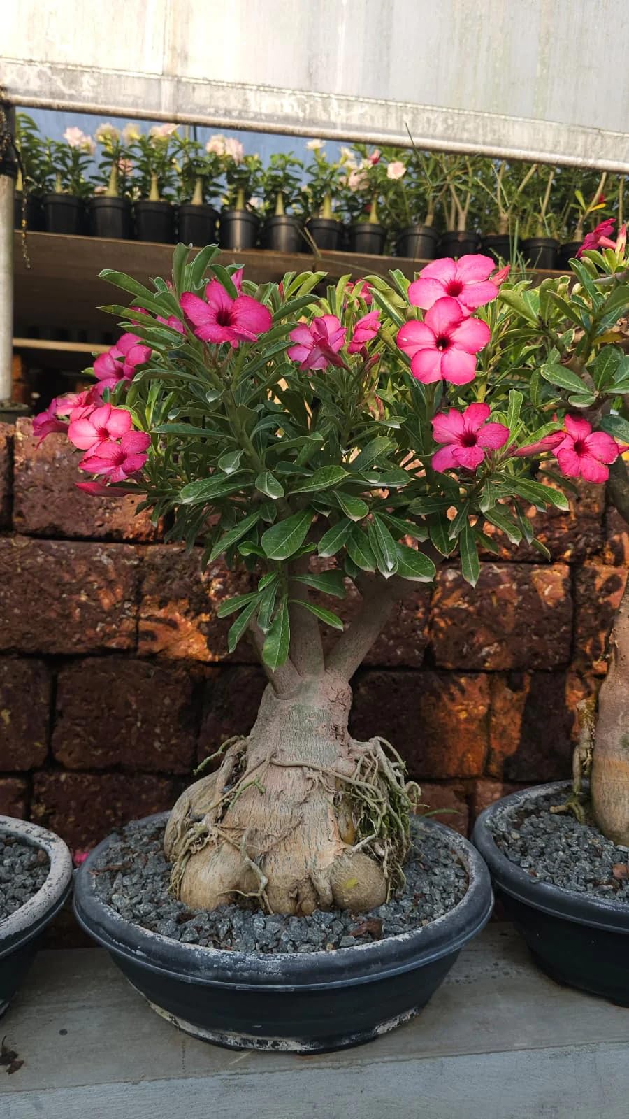 Pack Of 1 Adenium Obesum Live Plant - Colorful Desert Rose Bonsai Indoor Houseplant Without Pot-image-10