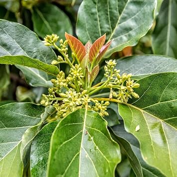 Brighter Blooms - Cold Hardy Avocado Tree, 2-3 ft. - No Shipping to AK, AZ, HI, OR