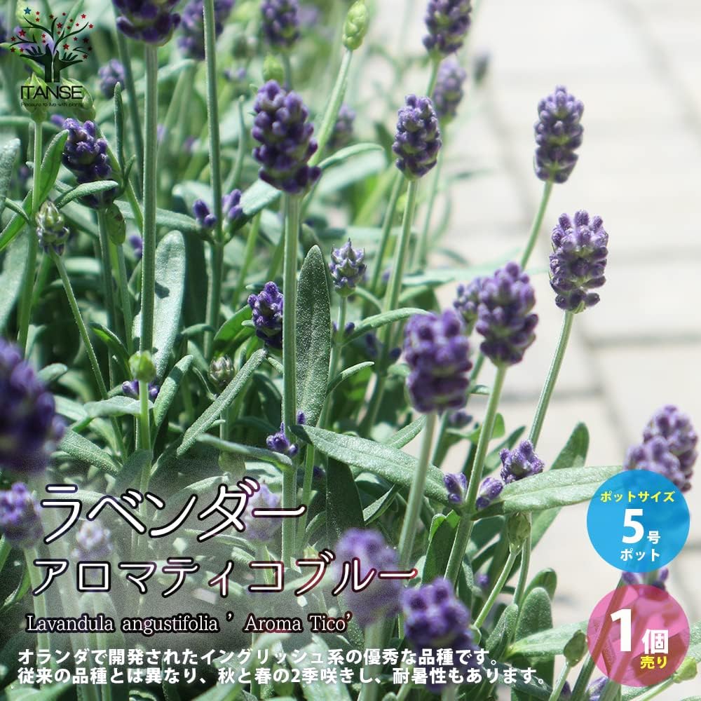 Amazon Co Jp ラベンダー アロマティコ ブルー 5号鉢 1個売り 品種で選べるハーブ苗 学名 Lavandula Angustifolia Aroma Tico シソ科ラバンデュラ属 耐寒性常緑低木 原産地 地中海沿岸 5号鉢大苗なので 単体鉢植えにも庭植にも向きます 花付きがよく 花穂全体