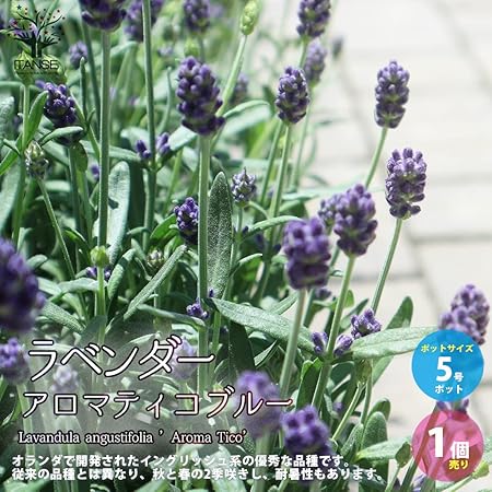 Amazon Co Jp ラベンダー アロマティコ ブルー 5号鉢 1個売り 品種で選べるハーブ苗 学名 Lavandula Angustifolia Aroma Tico シソ科ラバンデュラ属 耐寒性常緑低木 原産地 地中海沿岸 5号鉢大苗なので 単体鉢植えにも庭植にも向きます 花付きがよく 花穂全体