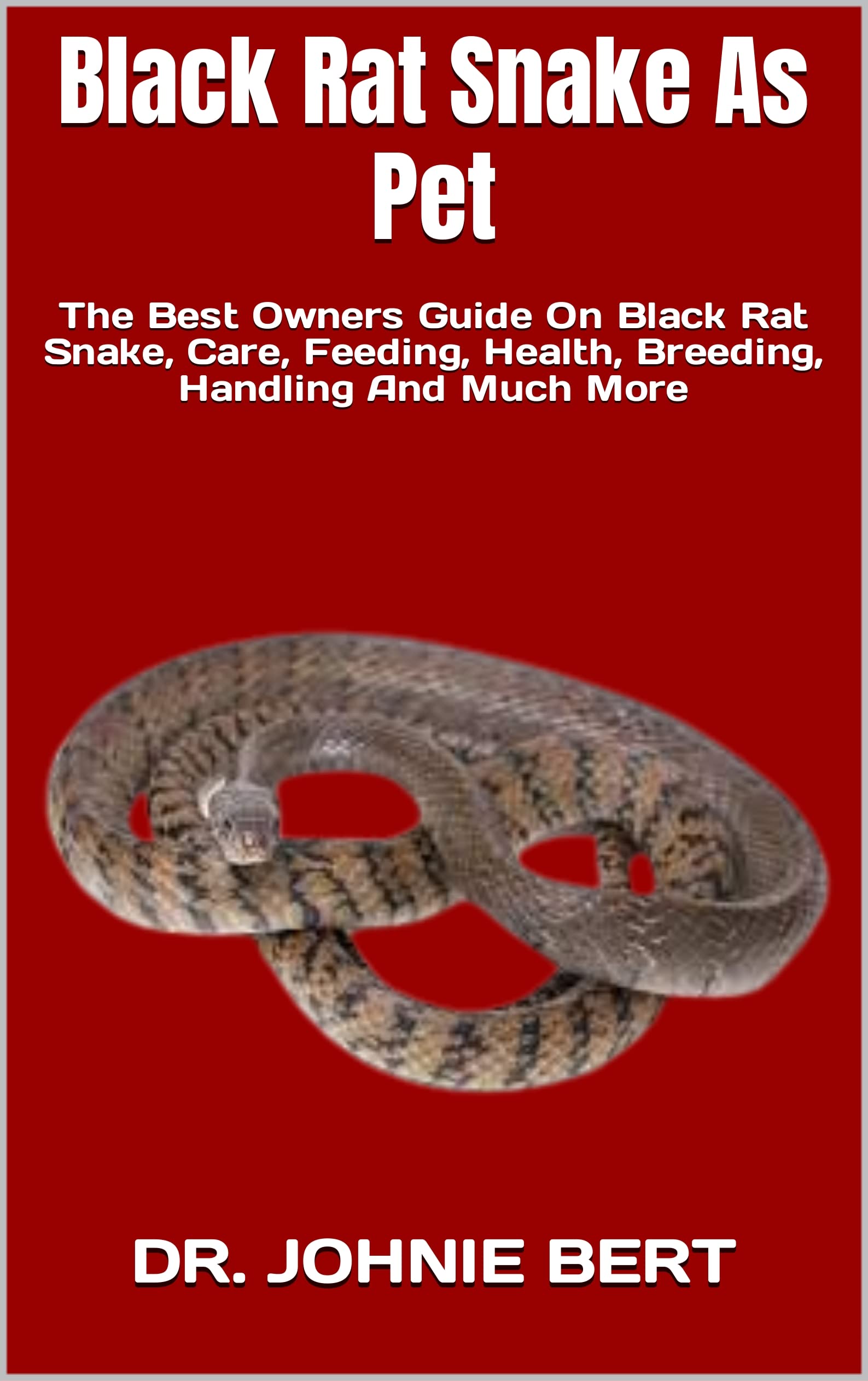 Buy Black Rat Snake As Pet The Best Owners Guide On Black Rat Snake