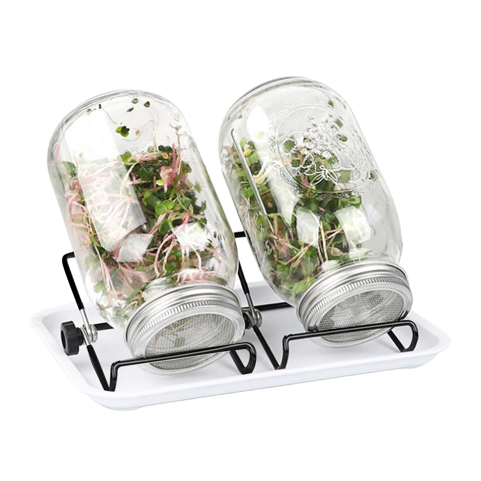 Kit de Germination pour la Maison Légumes Santé à