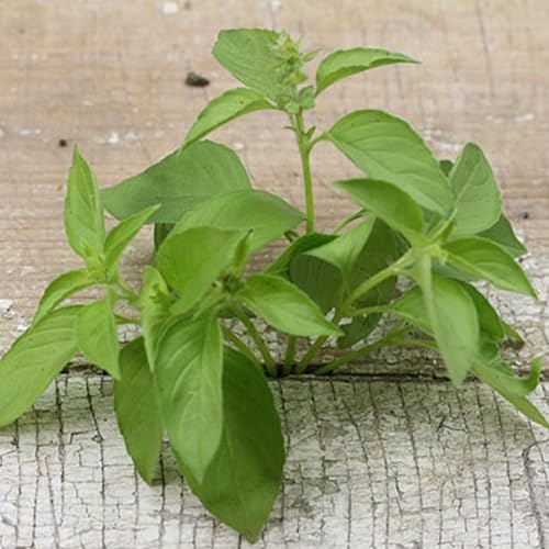 Miniatura 4 de Semillas de albahaca enana griega (Ocimum basilicum) Más de 40 semillas de hierbas raras de reliquia en cápsulas de semillas congeladas para el