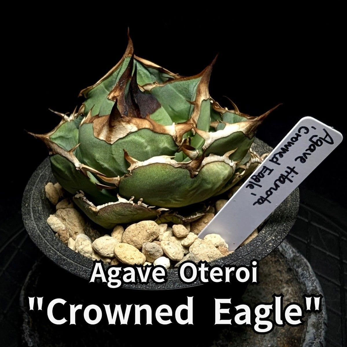 中株サイズ アガベ オテロイ クラウンイーグル Crowned Eagle チタノタ