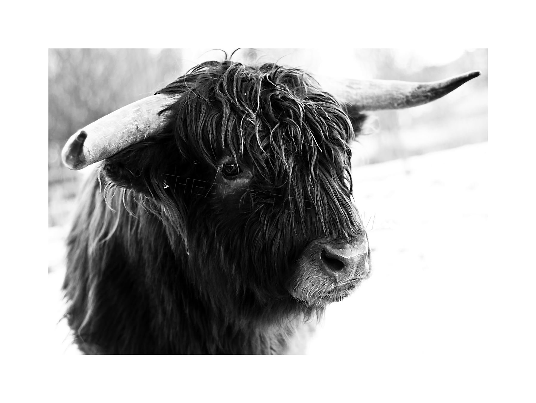 Wee Blue Coo Photo Composition Animal Livestock Highland Cow Bull Wall Art Print