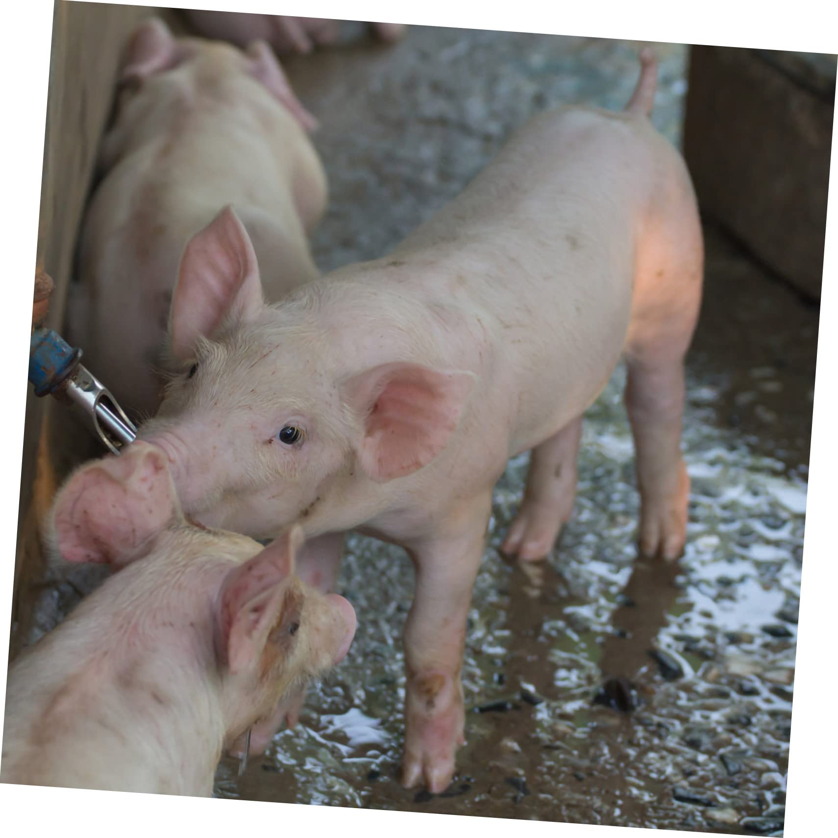 Edelstahl Schweinetränke Nippel Automatischer Wasserspender Für Ferkel Und Sauen Auslaufsicher Wassersparend 10 Stück Tierhaltung Zubehör