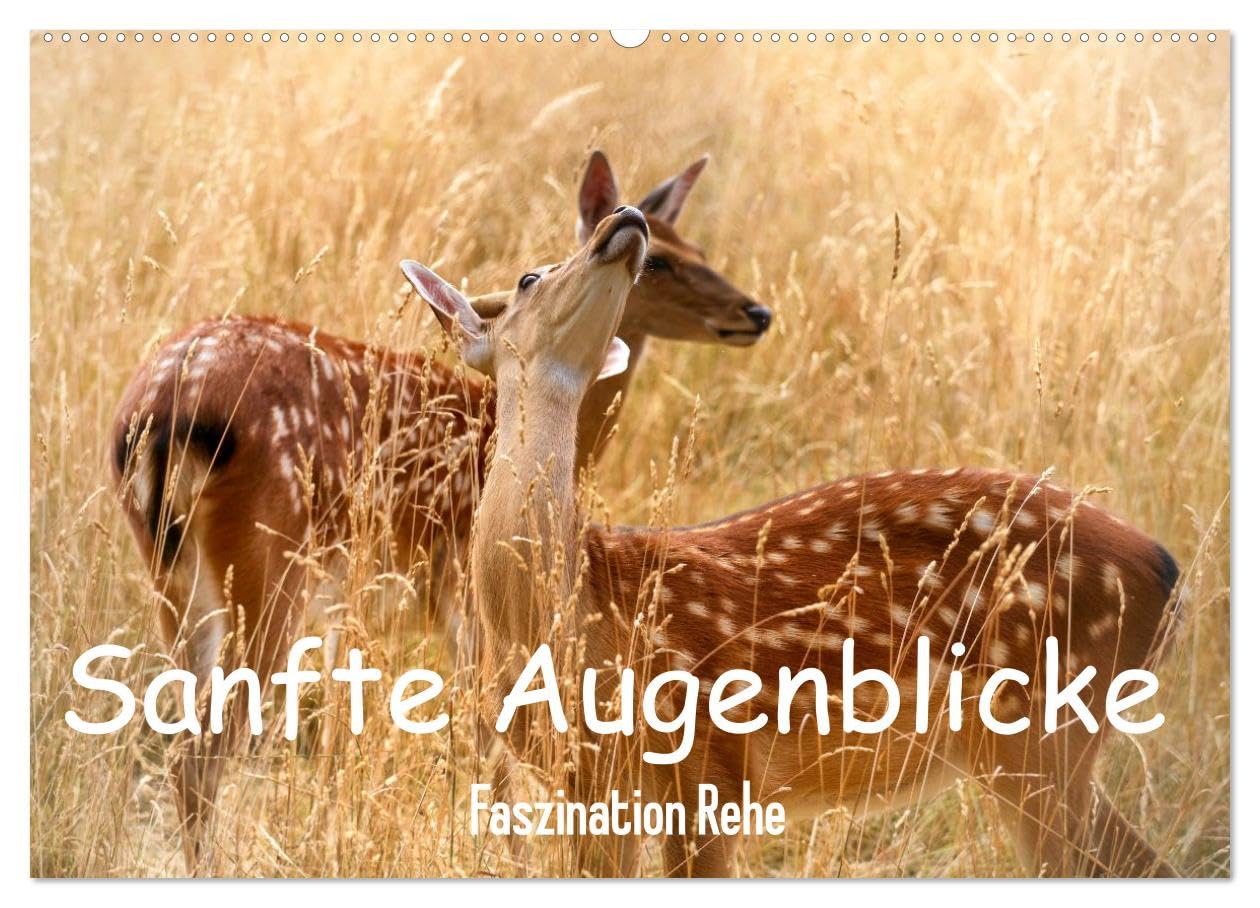 CALVENDO · Sanfte Augenblicke, Faszination Rehe (Kalender 2027) | DIN A2 Querformat · Wandkalender · Rehe, Eleganz und Sanftmut des Waldes