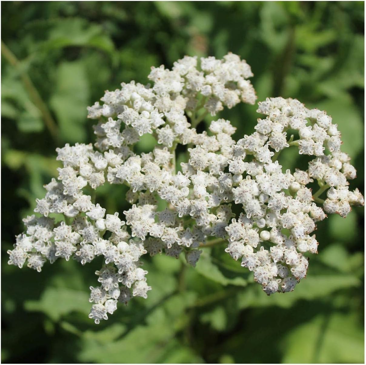 Everwilde Farms - 1 Oz Wild Quinine Native Wildflower Seeds - Gold Vault