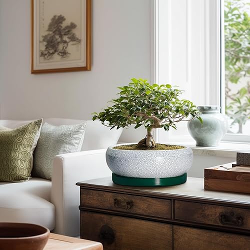 Miniatura 7 de Macetas para suculentas de 10 pulgadas, macetas de cerámica para bonsái con orificio de drenaje y platillo, macetas grandes para suculentas en