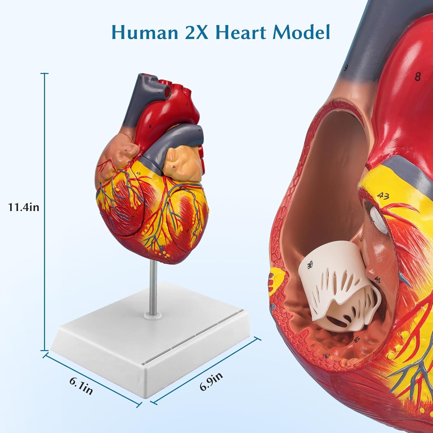 SFXYJ 2X Enlarged Anatomical Heart Model,4-Part Removable with Ventricles Atria Valves Veins Artery 49 Anatomy Structures Number Manual Magnets Display Base for Science Classroom and Cardiology Study