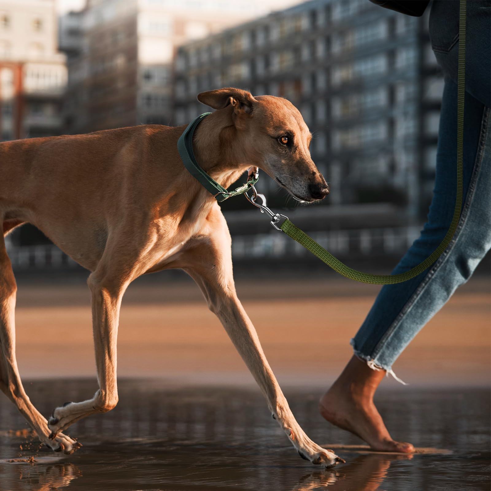 Wolfone Longe pour Chien 5 m, Laisse de Dressage Réfléchissante pour l'entraînement en Plein Air Vert