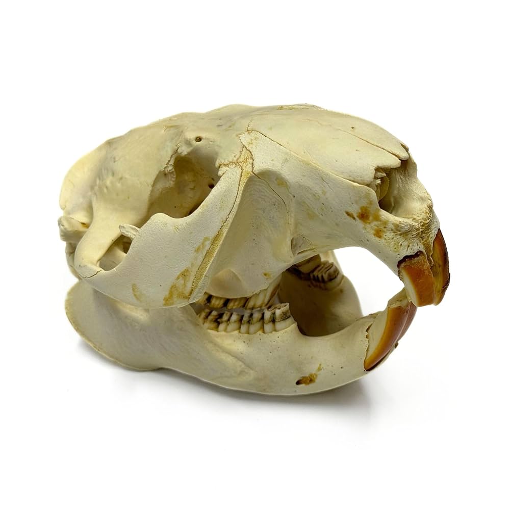 Amazon.com: Beaver Skull : 工業與科學