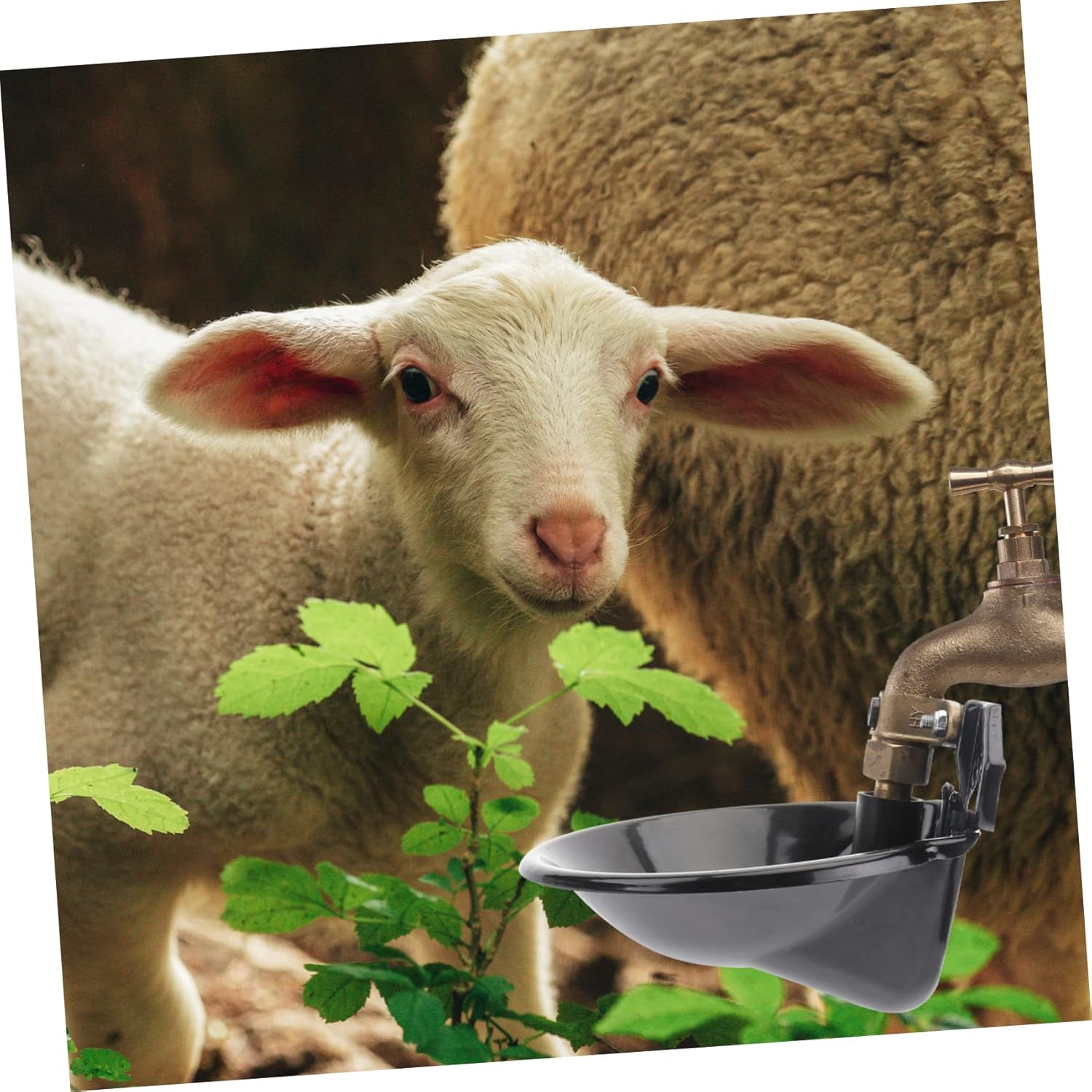 Automatic Sheep Water Feeder Bowl Durable Black Iron Plate with Copper Valve for Livestock Automatic Water Supply for Farm Use Suitable for Cattle Goats and Dogs
