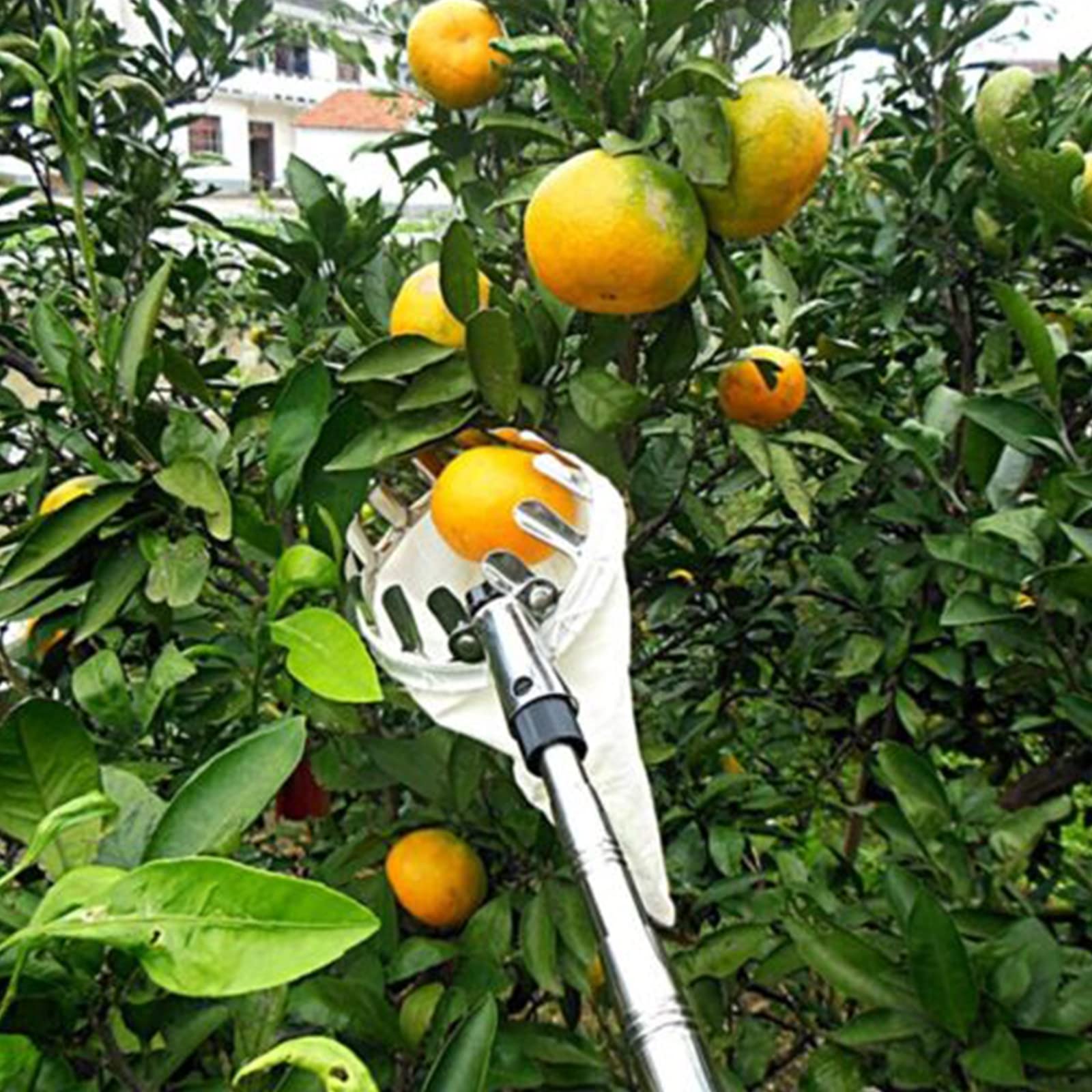 Raccogli Frutta, Testa Raccoglitore Frutta di Diametro 16 cm/6,29 Pollici, Facile da Installare, Raccoglitrice di Frutta Leggera per La Raccolta di Mele, Arance, Ciliegie, Prugne e Altro