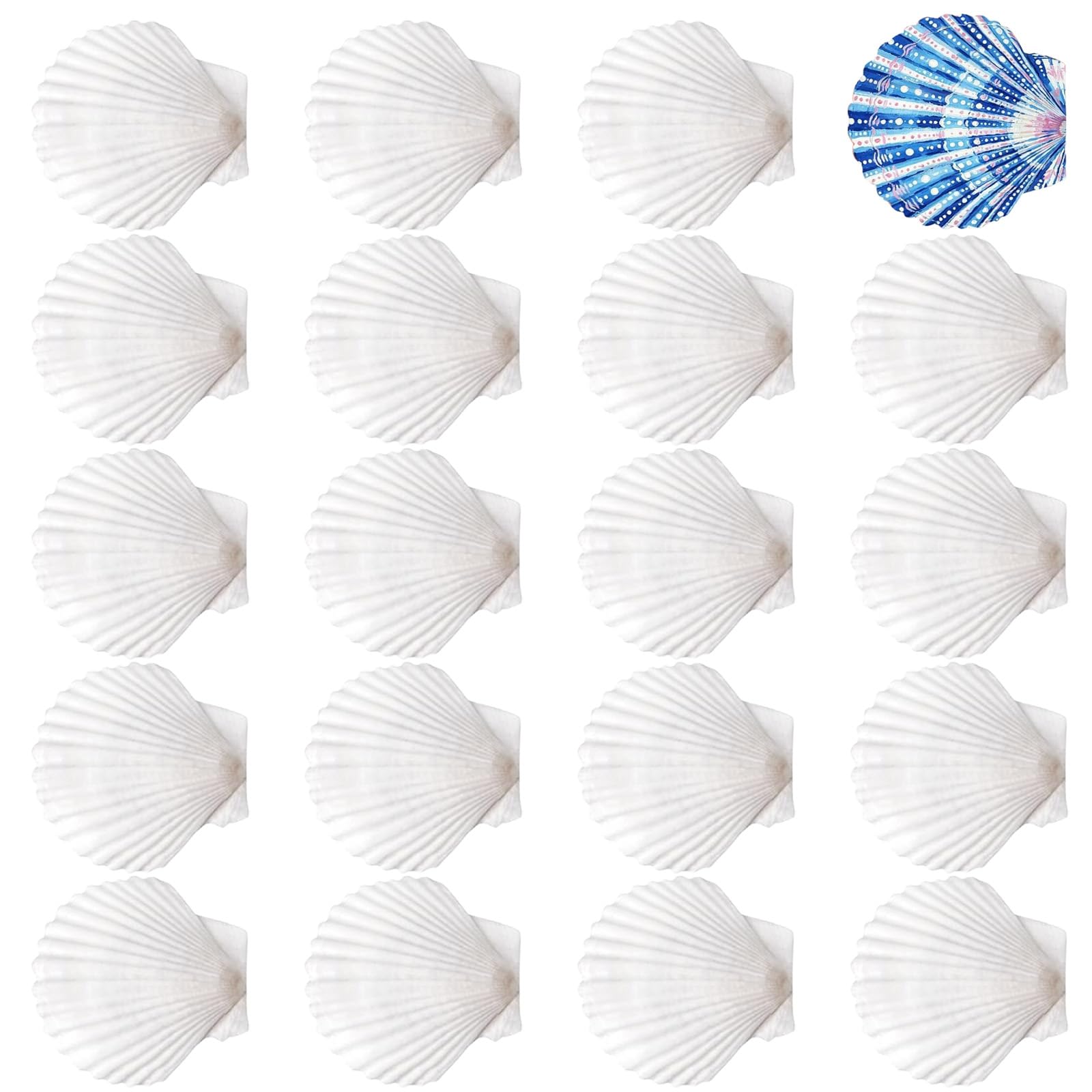 Zeiwohndc A 20Pcs Unfinished Natural White Seashells Paintable Natural White Shells For School Rt Craft Project Cake Baking Decoration Painting Supplies Casings