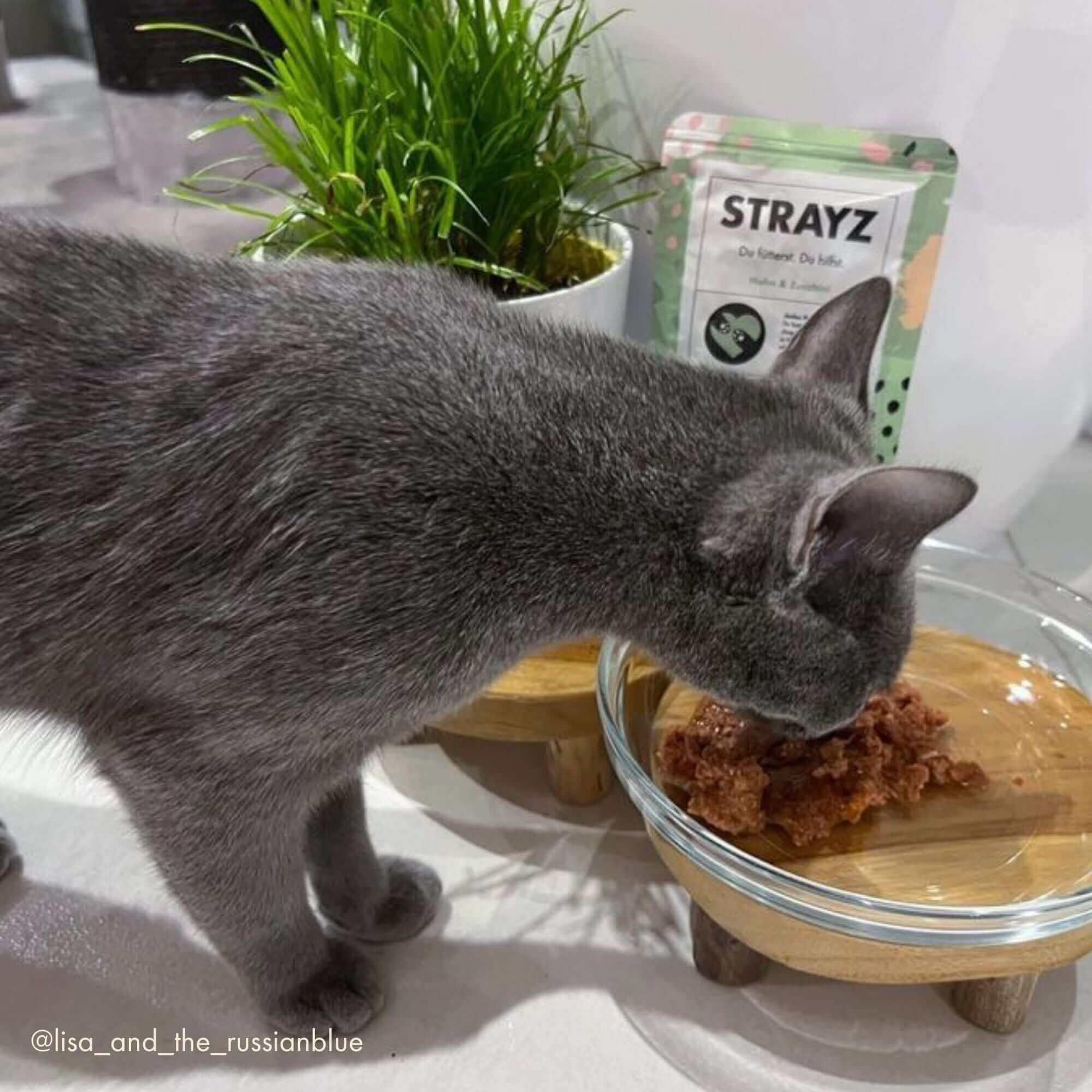 STRAYZ Bio Katzenfutter Nass – Huhn & Zucchini | 12x400g Dose | Nassfutter mit 95% Bio-Fleisch, getreidefrei & ohne Zucker, Monoprotein, ohne Bindemittel