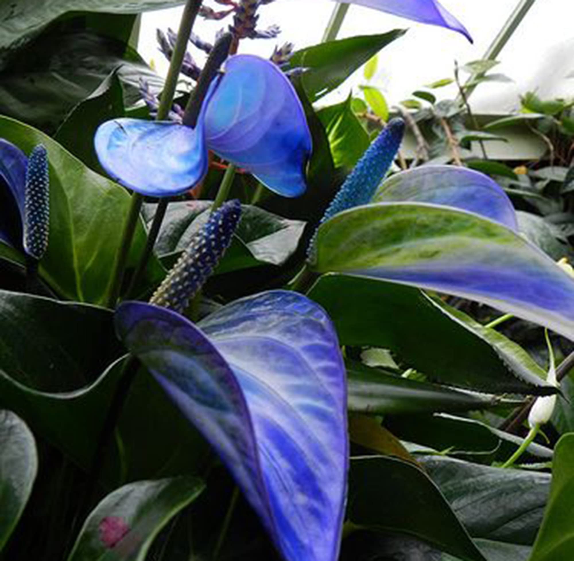 Amazon.com : CHUXAY GARDEN Anthurium-Tailflower,Flamingo Flower,Laceleaf  100 Seeds Arum Family Araceae Epiphytes Herb Purify Indoor Air Velvet  Cardboard Low-Maintenance Easy to Grow & Maintain, Blue,Red,White : Patio,  Lawn & Garden