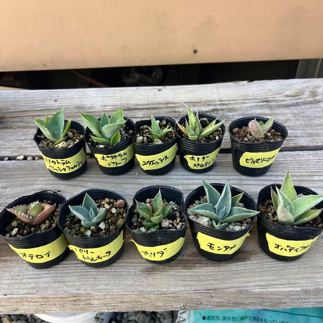 ①旅人の木開花前 9節 タビビトノキ」珍しい花！一度は見なくちゃ