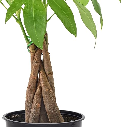 Miniatura 10 de Arcadia Garden Products LV62 Ginseng Ficus - Planta bonsái de interior en maceta de plástico de 6 pulgadas, 6 pulgadas, color verde, no se puede