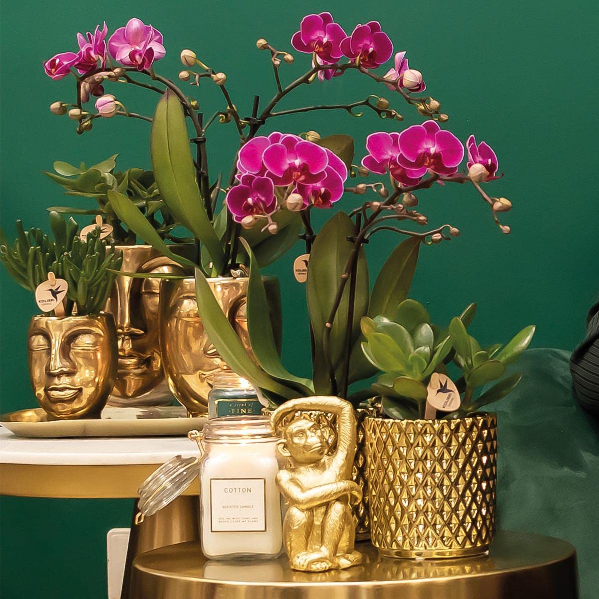 Kolibri Morelia Orchidée Phalaenopsis violette, pot décoratif diamant doré, taille du pot Ø 9 cm à 35 cm de haut, plante d'intérieur fleurie fraîche du cultivateur