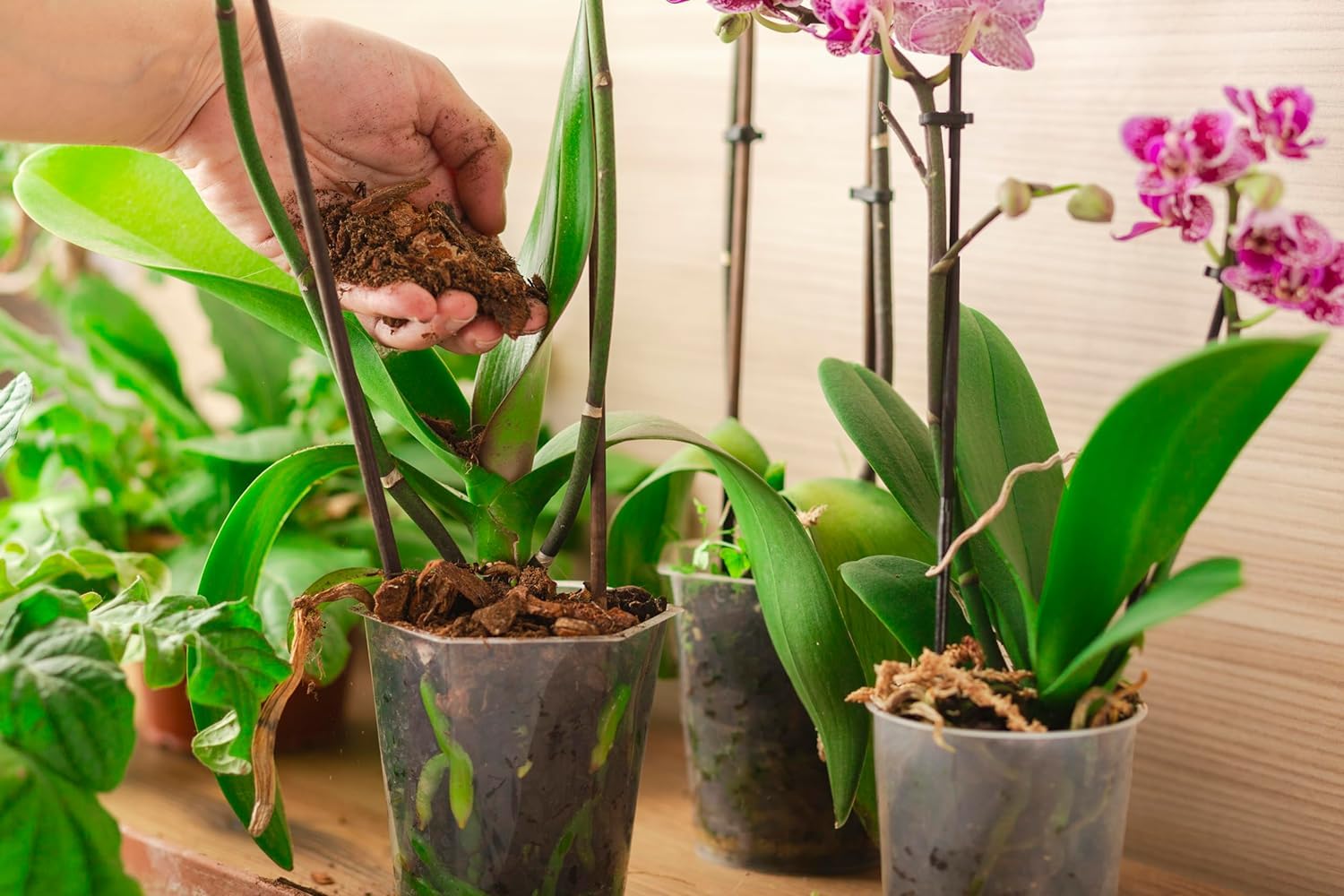 R&R SHOP – 100% naturalny chilijski torfowiec, podłoże do storczyków, bonsai, kokedama i pionowej zieleni (4L - 100gr)