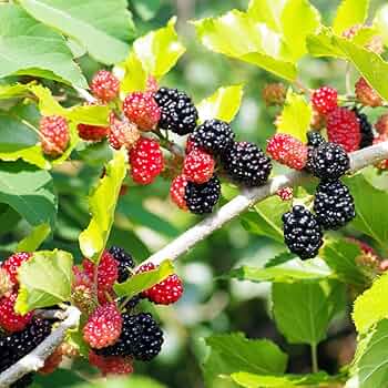 マルベリー　桑　木 71ZI2ZdTpqL._AC_UF350,