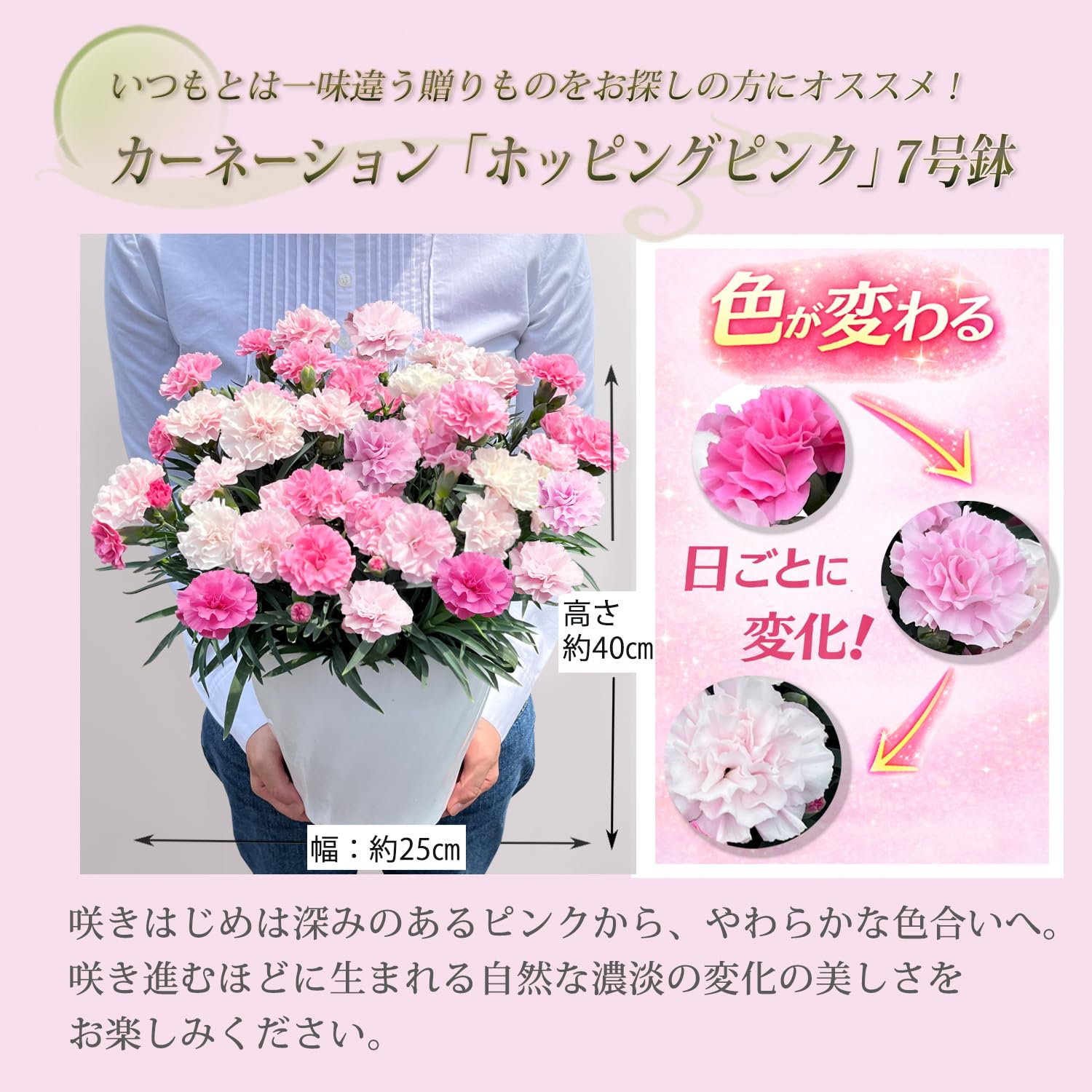 Amazon.co.jp: 花のギフト社 母の日 花 カーネーション 母の日ギフト