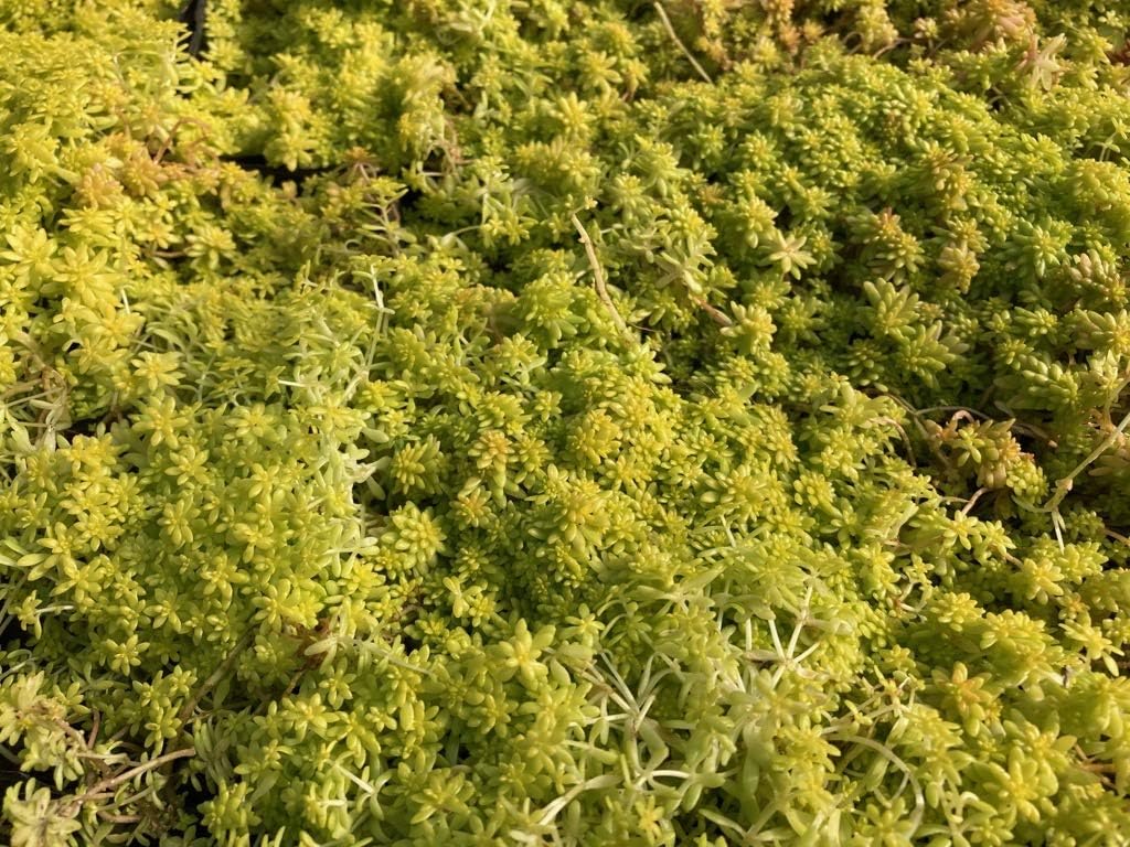 Amazon ゴールデンカーペット 10potセット セダム 苗 常緑 多肉植物 種 苗