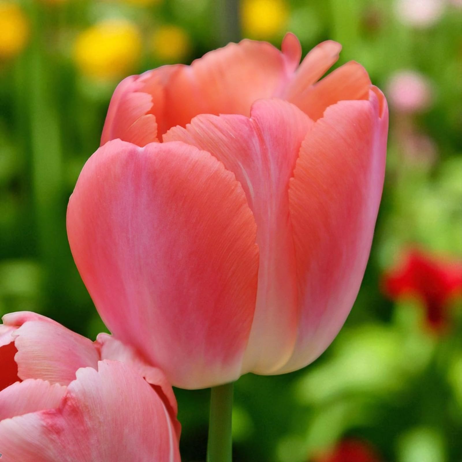 Carbeth Plants 10 x Tulip Orange Pride Spring Bulbs — image 1