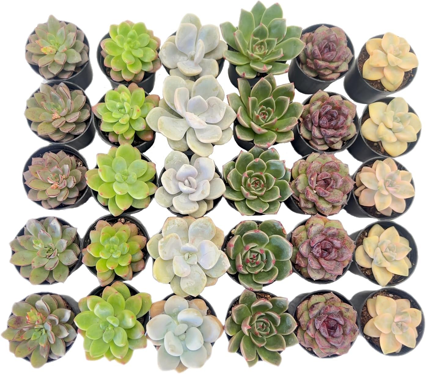 Sprout N Green30 Pack Rosettes Succulents Plants Live, Mini Succulents in 2" Starter Planter with Potting Mix, Rare Plants for Indoor House Home Garden Wedding Decor Party Favor