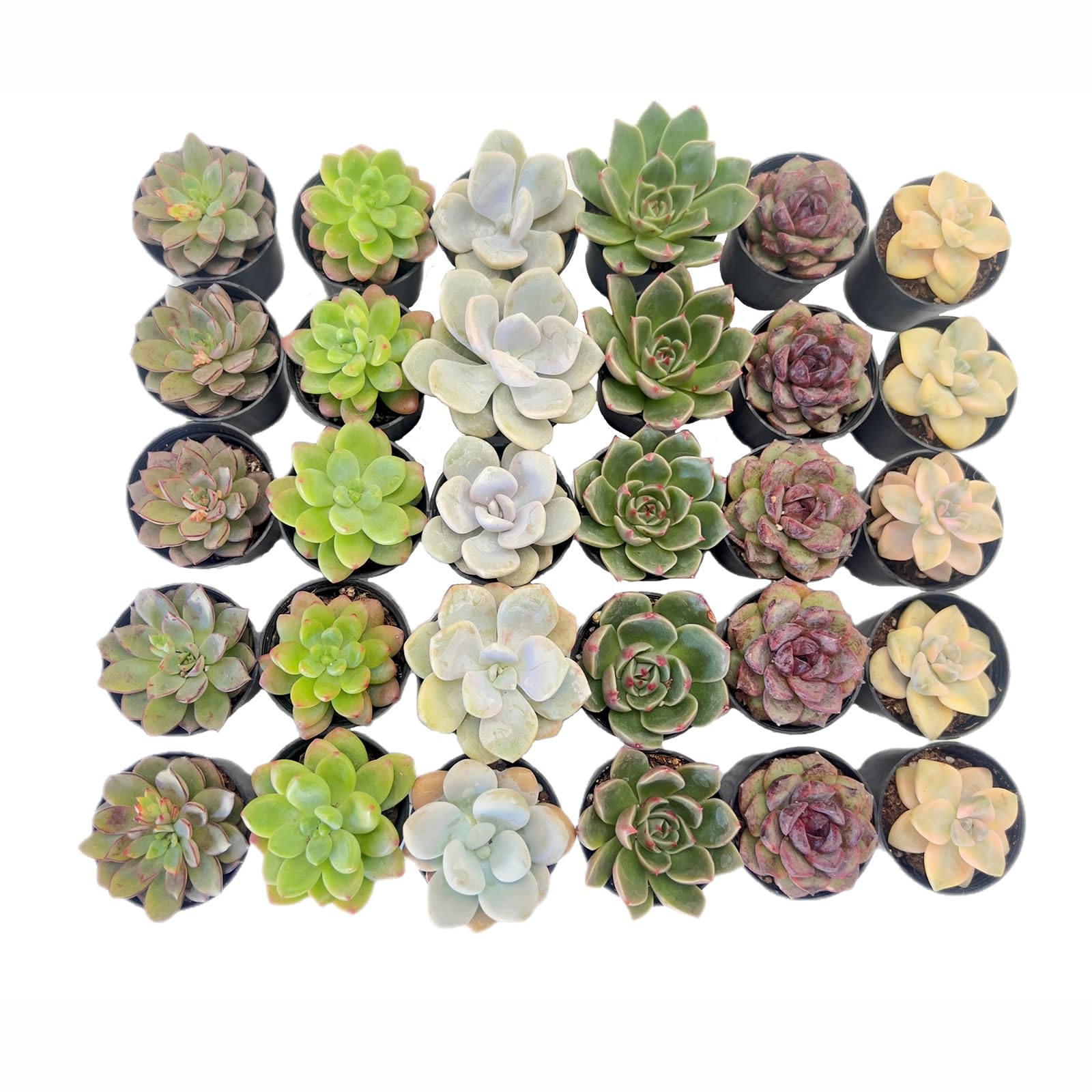 Sprout N Green30 Pack Rosettes Succulents Plants Live, Mini Succulents in 2" Starter Planter with Potting Mix, Rare Plants for Indoor House Home Garden Wedding Decor Party Favor