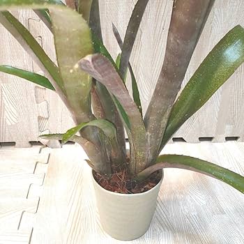 コレクション出品　超特大　ブロメリア　ビルベルギア　sp 群生株　鉢のまま発送 コレクション出品 超特大 ブロメリア ビルベルギア sp 群生株 鉢