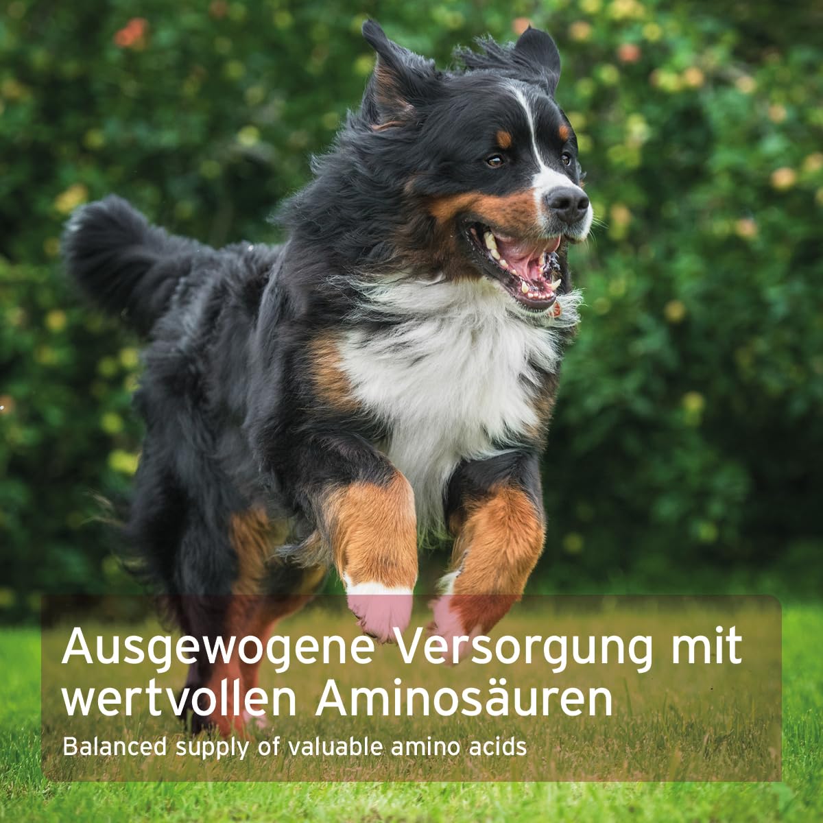 AniForte Taurin für Hunde 100g - 100% rein, Aminosäuren unterstützen Abwehrkräfte & Zellstoffwechsel, zur Erhaltung von Herzfunktion & Herzkreislaufsystem