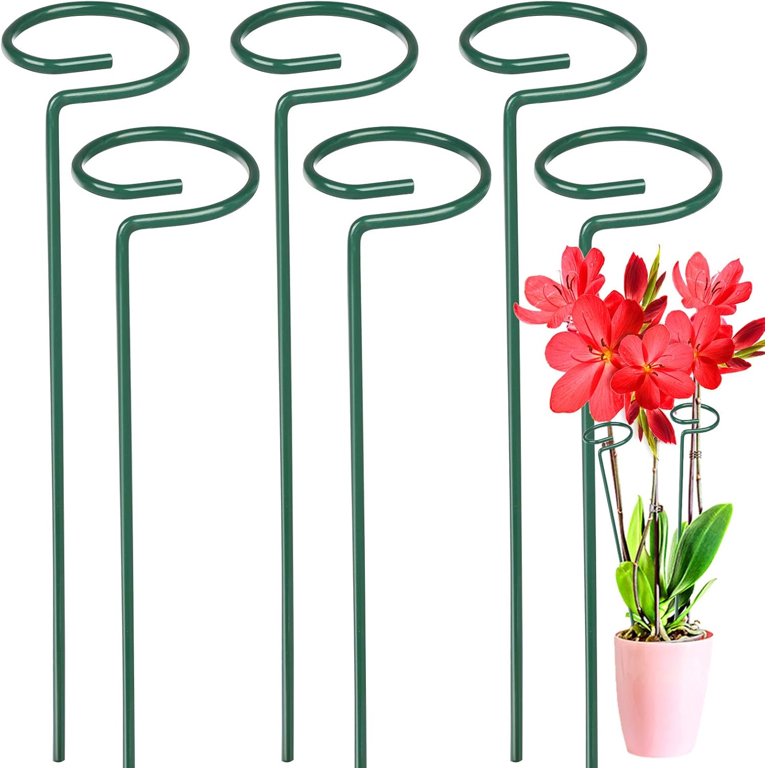 Buy Leobro 6 Pack Plant Stakes For Flowers Metal Single Stem Plant Support Garden Plant Stakes For Amaryllis Orchid Lily Rose Tomatoes Dark Green 40 5 Cm15 9 Inch Online In India B082fxhrsv