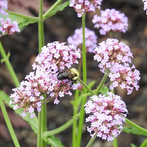 Miniatura 3 de YEGAOL Garden Verbena Bonariensis - Semillas de flores, 150 unidades, sin OMG, tolerante a la sequía, fragante, para el hogar, jardín, patio, plantas