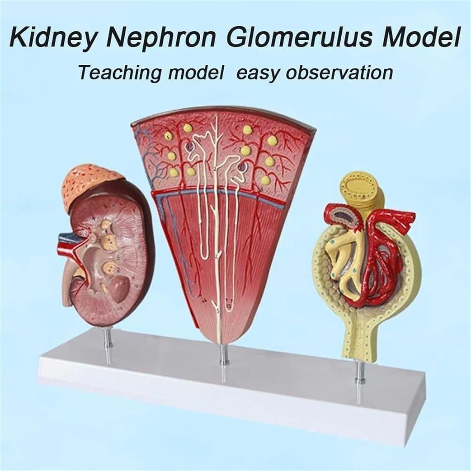 Kostka anatomiczna człowieka Model nerki, Anatomiczny model nerki Kłębuszkowy układ moczowy nefronu Model anatomiczny do ozdoby laboratorium szkolnego