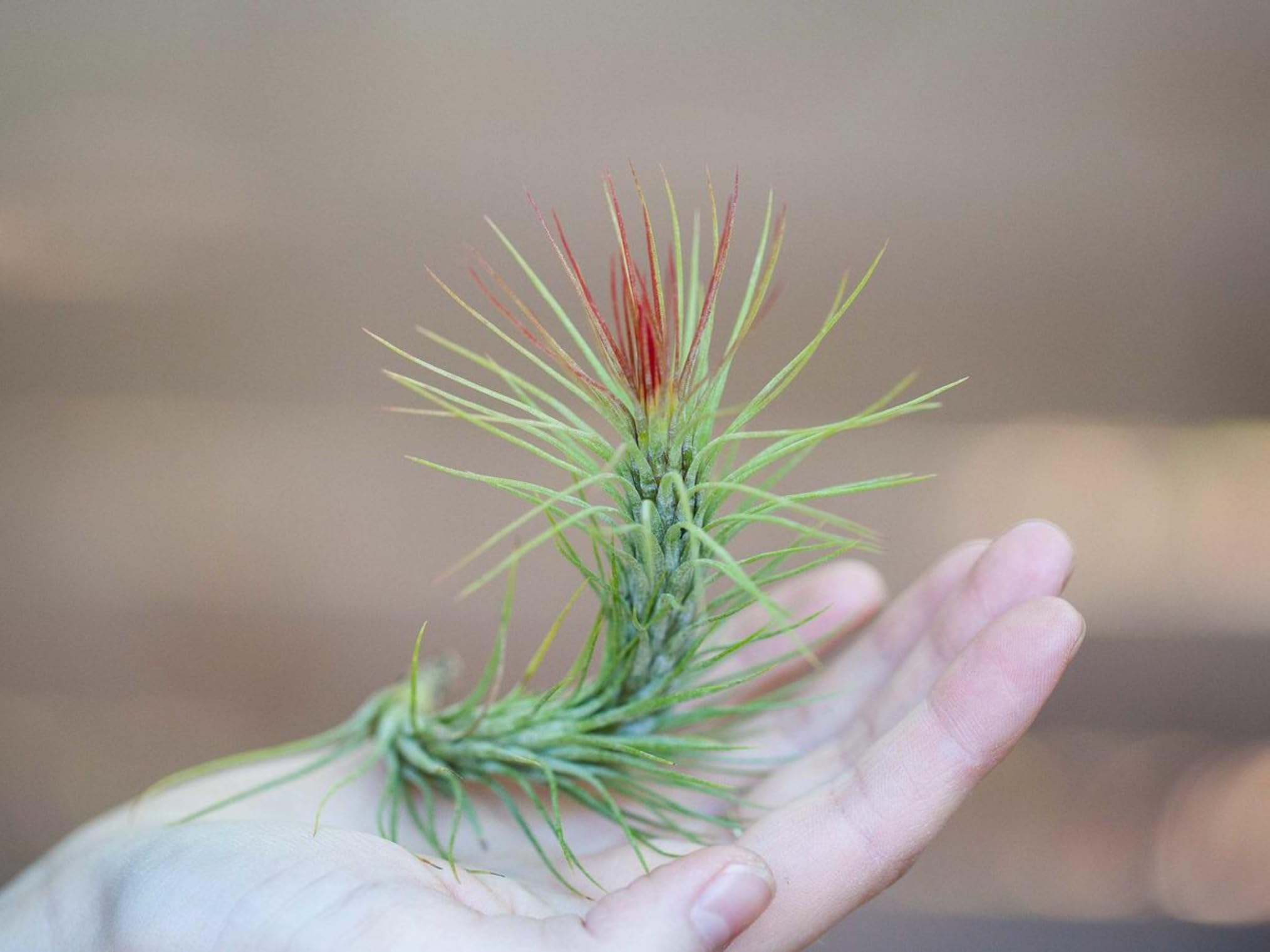 Rare Tillandsia Funckiana Air Plant | Unique Clumping Caulescent Variety | Beautiful Fuchsia-Blooming Exotic Live Plant | No Soil Required | Low Maintenance Tillandsia 1 live plant-image-35
