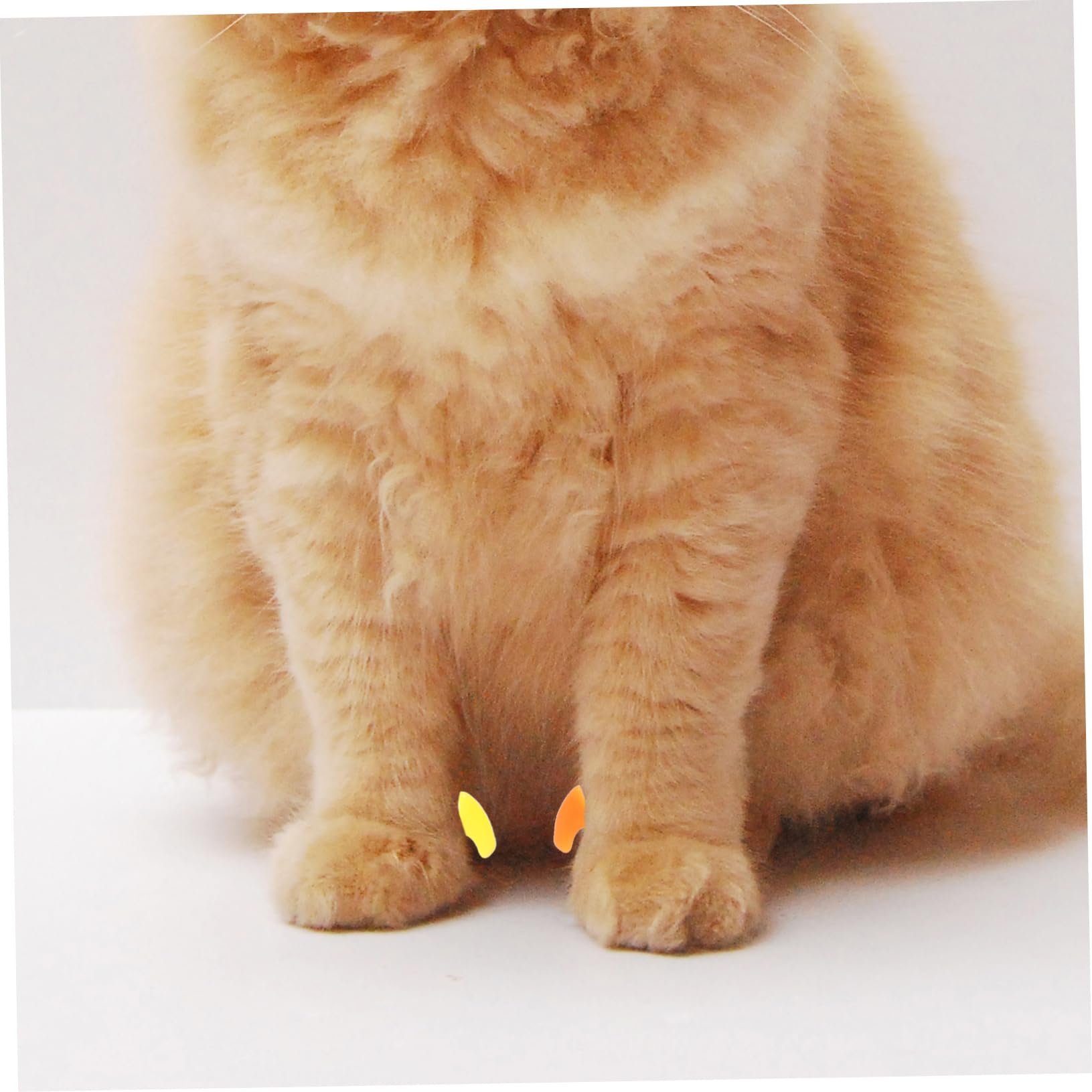 Kisangel Lot de 480 Griffes pour Animaux De Compagnie Pattes pour Chats Griffes De Chat Pattes De Griffes pour Chatons Pointes D'Ongles pour Chat Enveloppes D'Ongles pour Chaton
