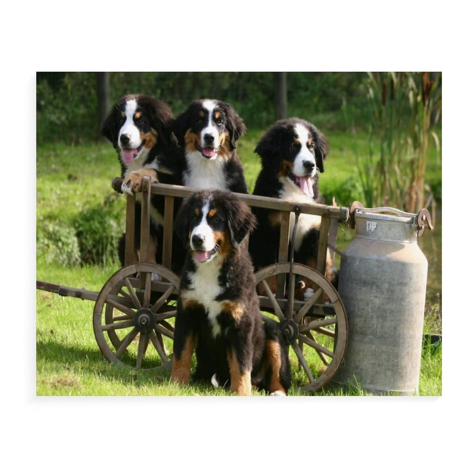 adults kids puzzles jigsaw 1000 pieces jigsaw,Bernese mountain dog,education toys game family decoration(75x50cm）-95